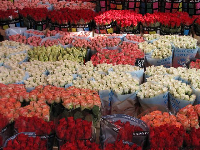 bloemetjesmarkt_rozen.jpg - Rozen, rozen en nog eens rozen. In alle kleuren van de regenboog.