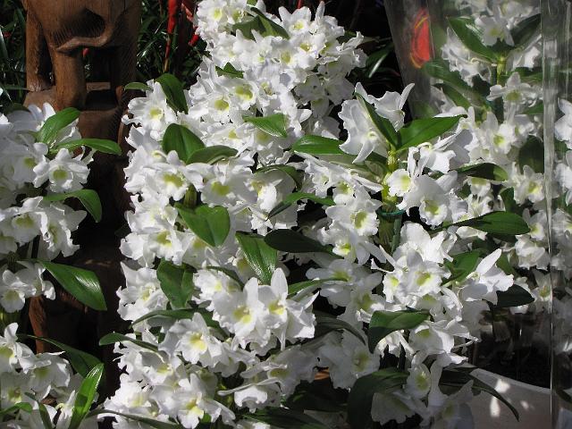 bloemetjesmarkt_wit.jpg - Witte orchidee