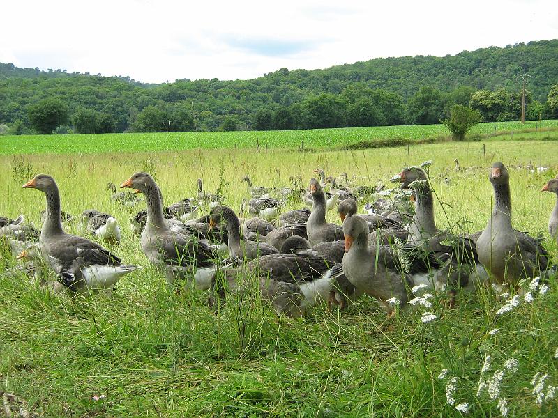 ganzen.JPG - We dachten even dat ze verzonnen waren. Maar op één van de laatste vakantiedagen kwamen we ze dan toch tegen. Ganzen voor de beroemde foie gras.