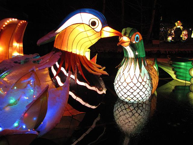 festival_of_lights_eendjes.JPG - Drijvende eenden.