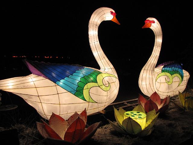 festival_of_lights_zwaan.JPG - Zwanen.
