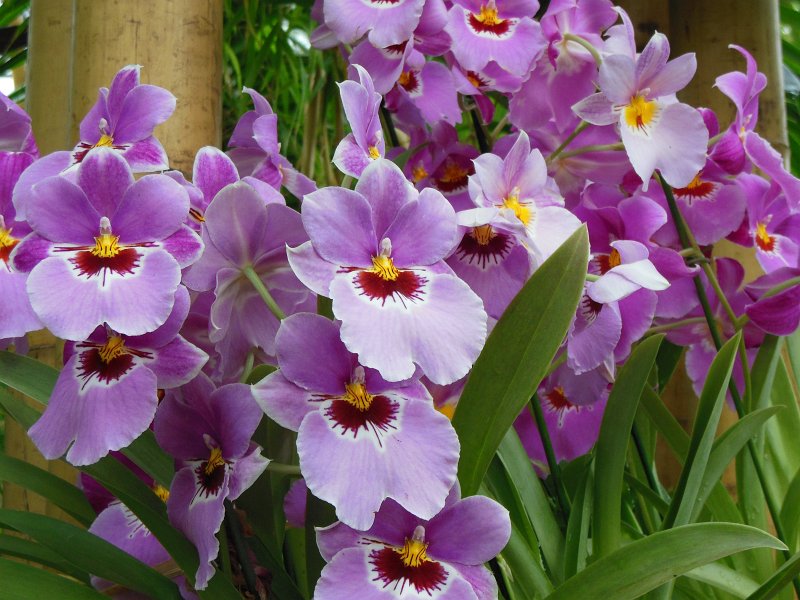 floriade03.jpg