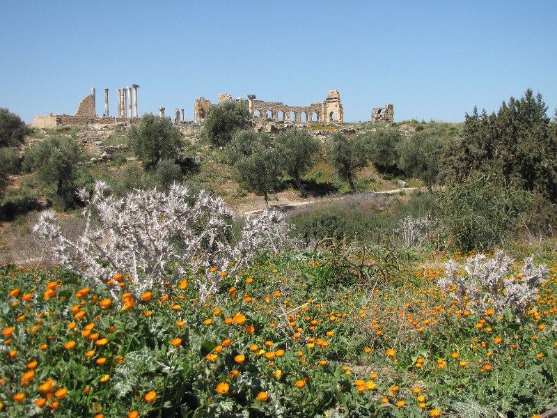 130312_volubilis.jpg - Vlak bij Moulay Idriss liggen de restanten van de Romeinse stad Volubilis. Deze stad was het bestuurlijke centrum van de Romeinen in dit deel van Afrika.
