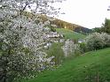 willingen-Schwalefeld