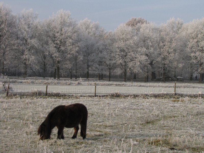 paard_bij_rolde.JPG - Shetland pony in een winters plaatje met op de achtergrond één van de twee hunebedden van Rolde.