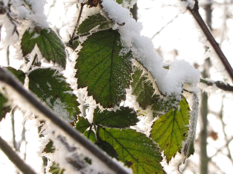 winters_blad.JPG - Winterse blaadjes.