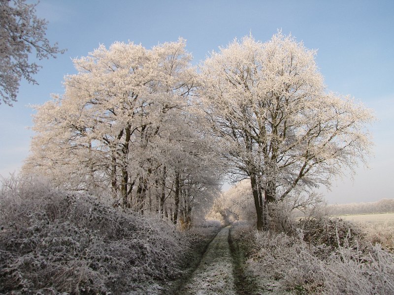 winters_karrepad_rolde.jpg - De zon breekt echt door als ik richting Balloërveld wandel. En daar word het allemaal nog mooier van.
