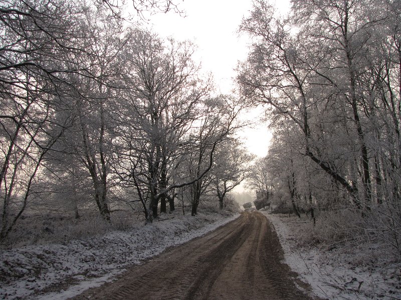 winters_zandpad_ballo.jpg - Balloërveld.
