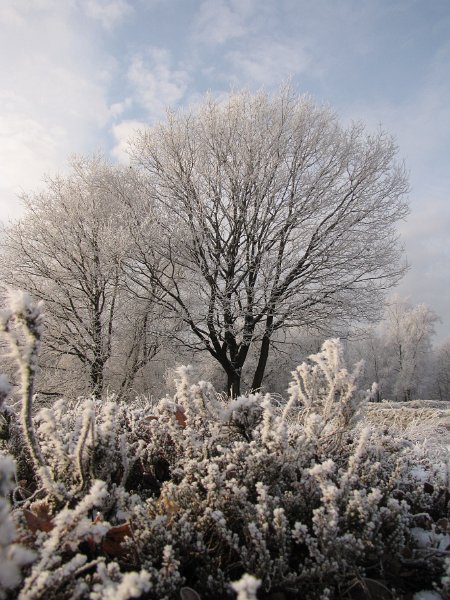 winterse_heide.jpg - Rijp op de heideplantjes.