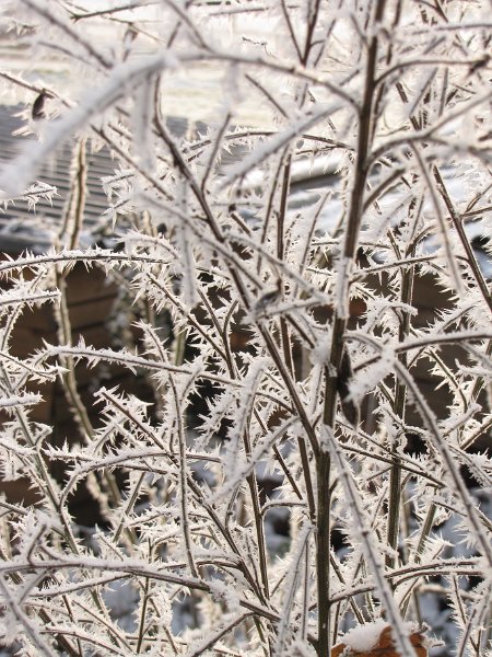 winterse_takjes.JPG - Winterse takjes.