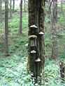 dicke_tanne_zwammen