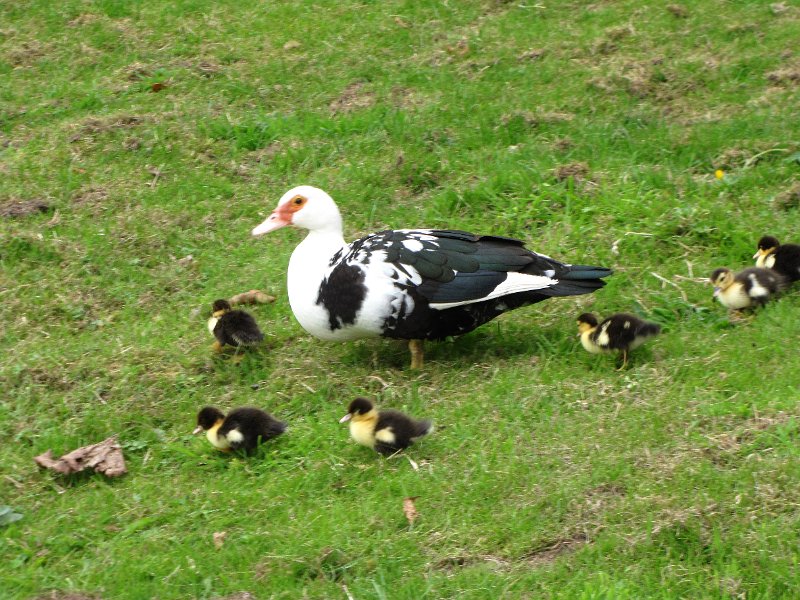 camping_eentjes.jpg - Vast bezoek elke dag, de eenden die vaste bewoners van de camping zijn.